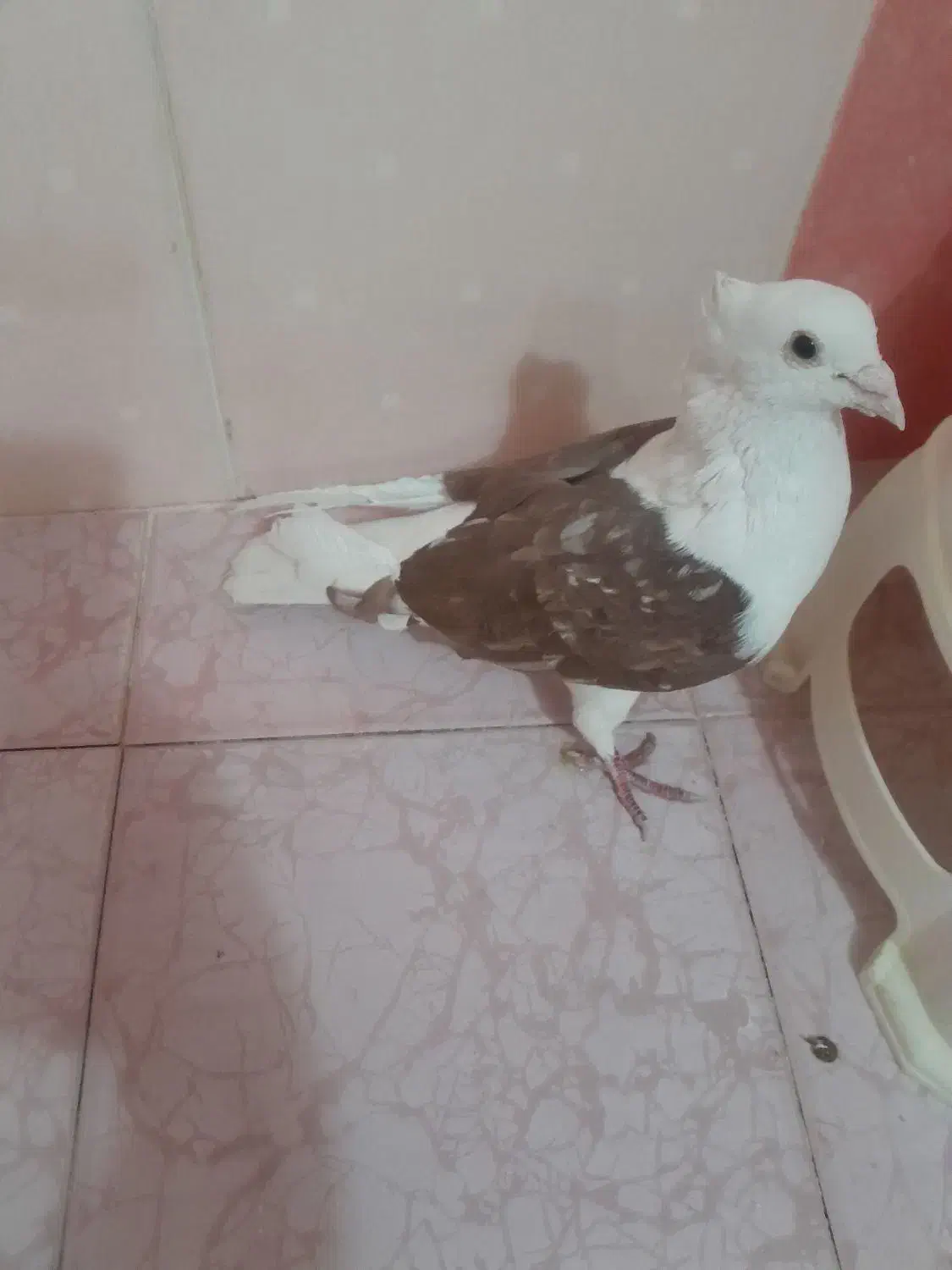 سبز آلمانی و پشت سرخ|پرنده|مشهد, کشف|دیوار