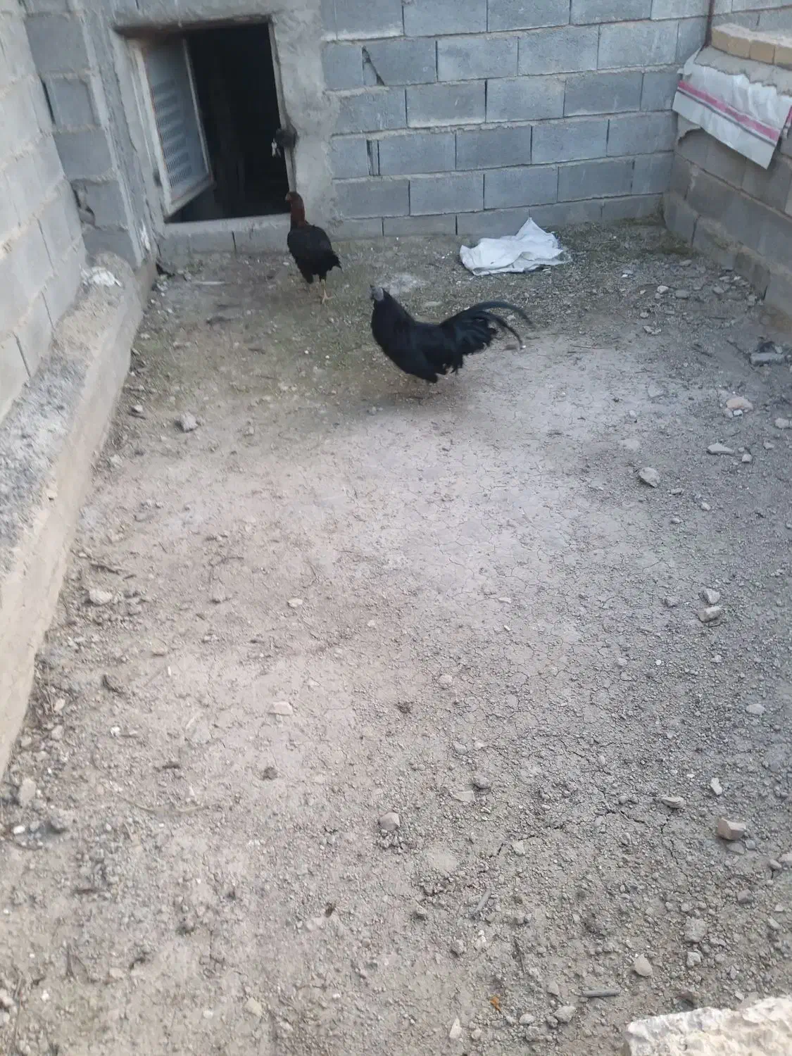 معاوضه یا فروش خروس ایام سمانی بالغ|حیوانات مزرعه|شیراز, کرونی(خاتونک)|دیوار