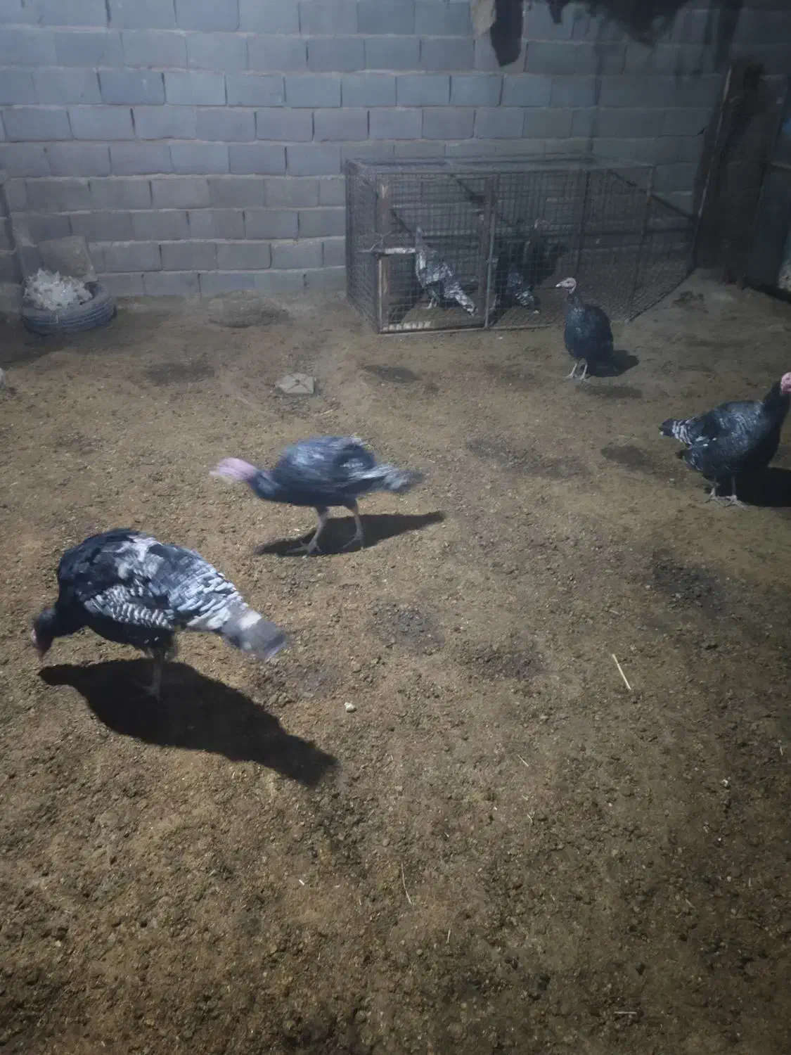 به علت تغییر شغل|حیوانات مزرعه|ورامین, ورامین|دیوار