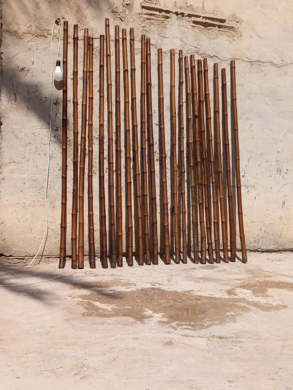 خزران 2موجود|گل و گیاه طبیعی|شادگان, |دیوار