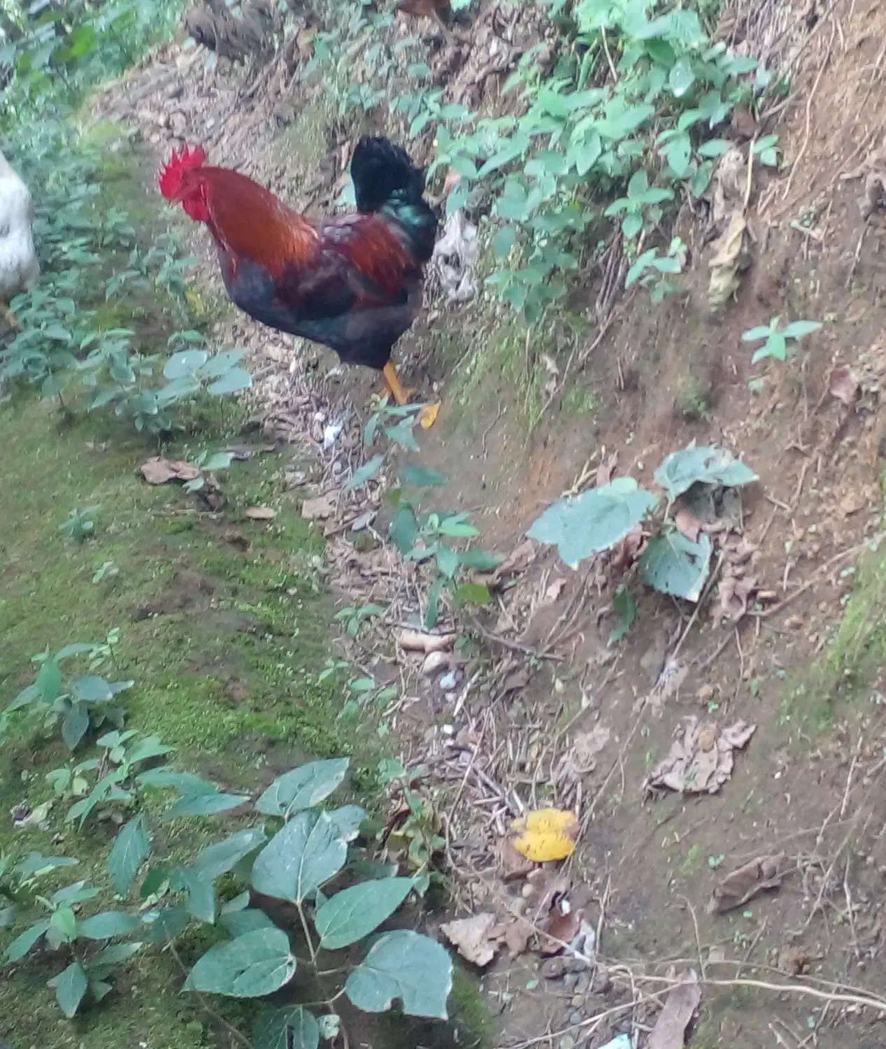 یک میلیون|حیوانات مزرعه|اطاقور, |دیوار