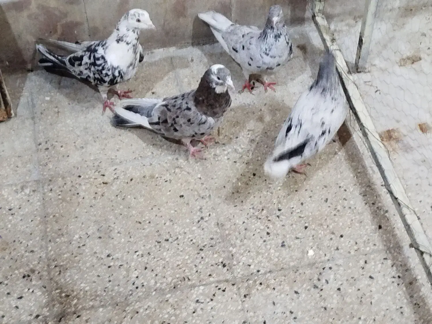 دو جفت نروماده سرورب شرط پرش|پرنده|سراب, |دیوار