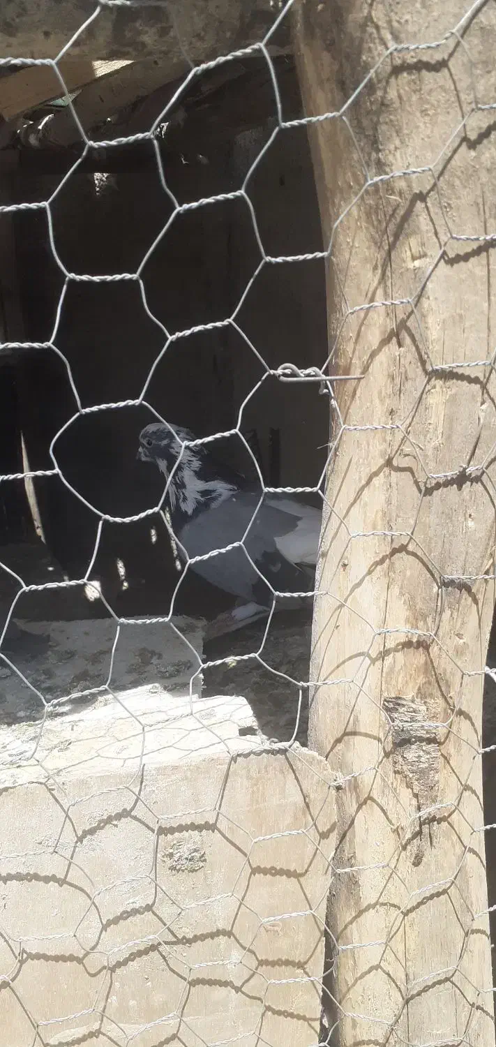 کبوتر روزگاری|پرنده|جونقان, |دیوار