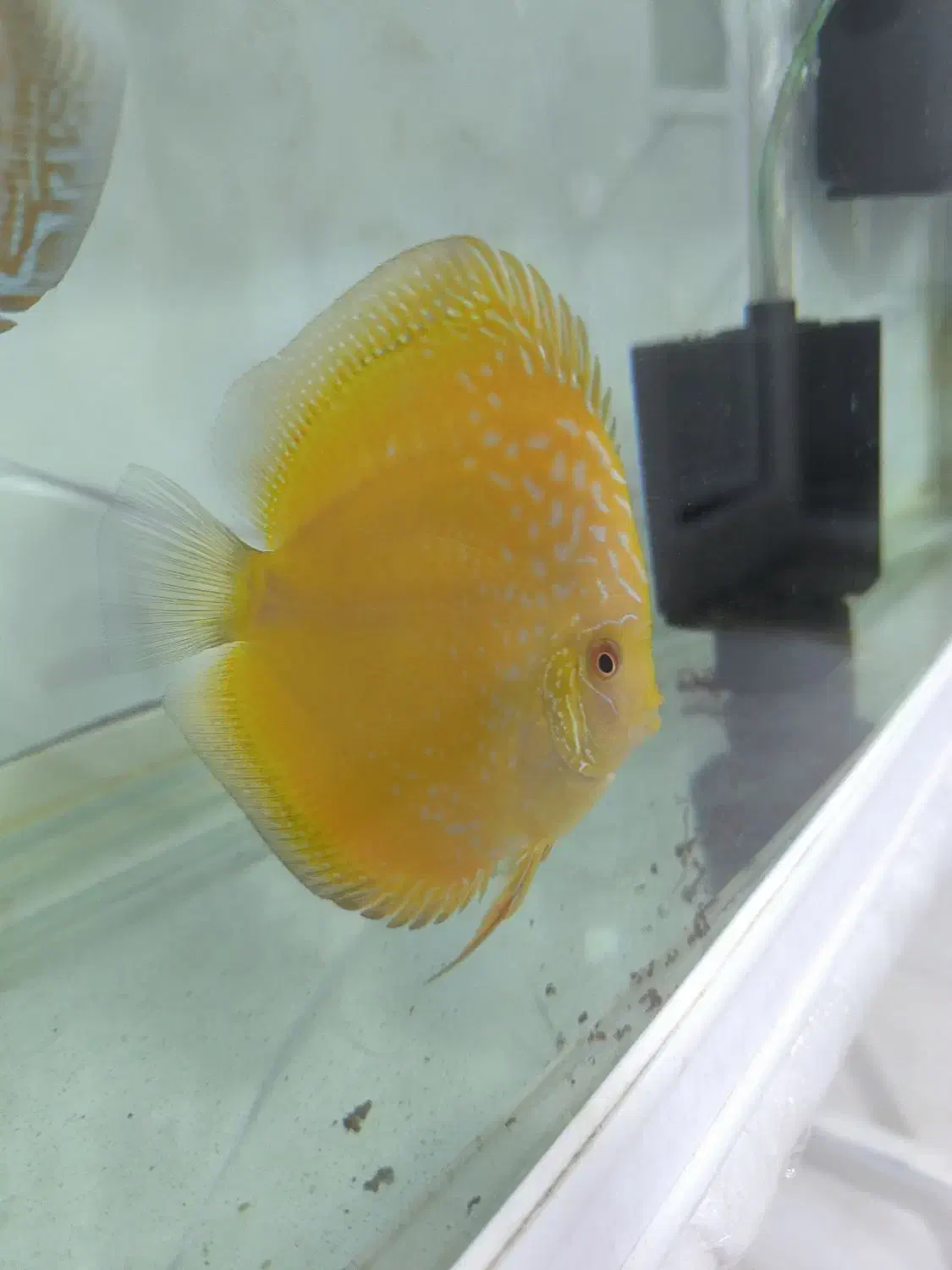 سالن پرورش دیسکس|ماهی|اسلام‌‌آباد غرب, |دیوار