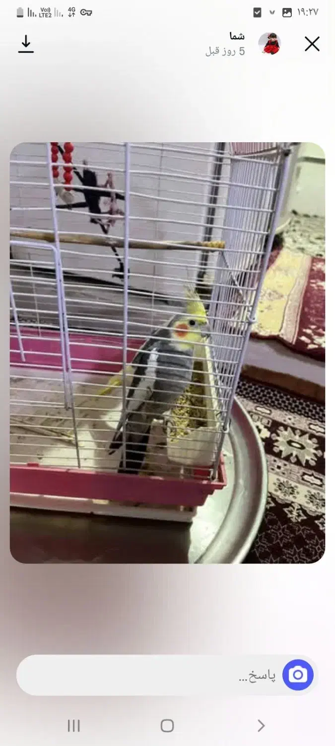 عروس هلندی نر ماده با قفس|پرنده|محمدشهر, جعفرآباد|دیوار