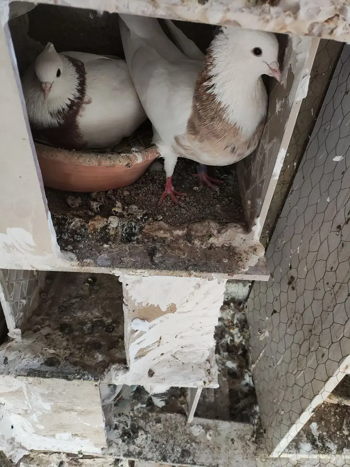 چندجفت طوقی خوب یکجا فروخته میشود|پرنده|تهران, خلیج فارس|دیوار