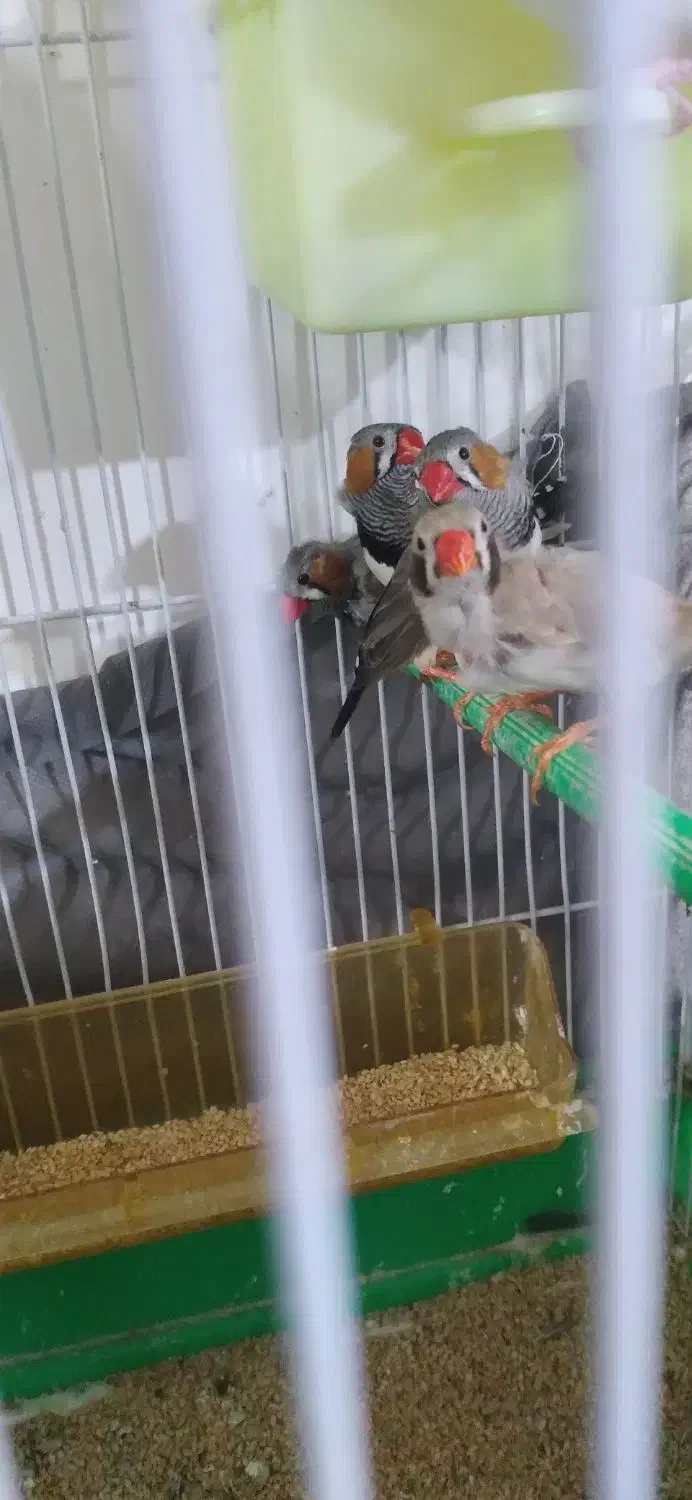 فنچ لپ سیاه و زبرا عروس تاج پرنسسی|پرنده|مشهد, نوده|دیوار