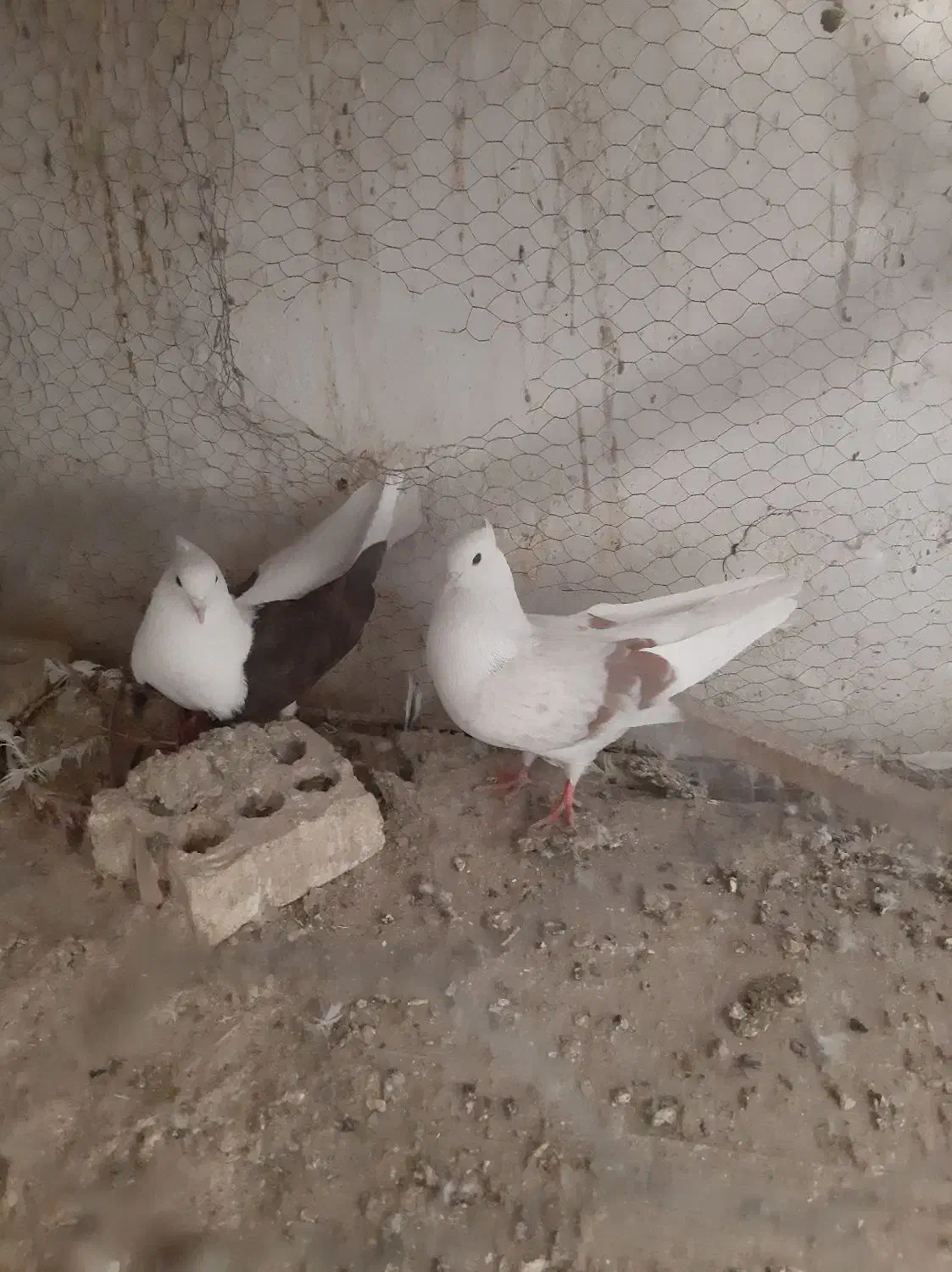 دوکت هفت رنگ .طوقی.دورگ|پرنده|فولادشهر, C3|دیوار