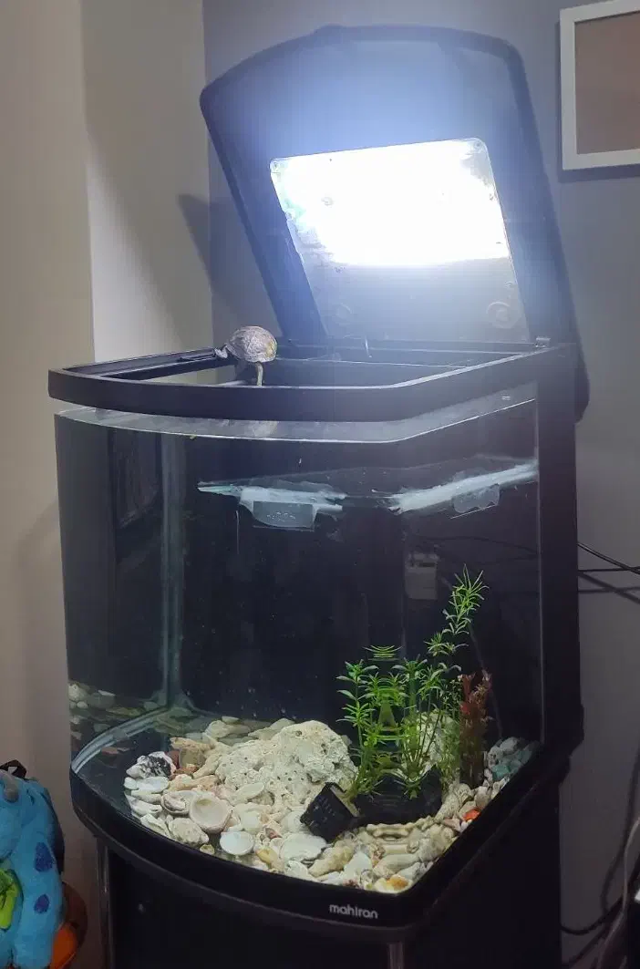 آکواریوم ماهیران|ماهی|کرج, شهرک فهمیده|دیوار