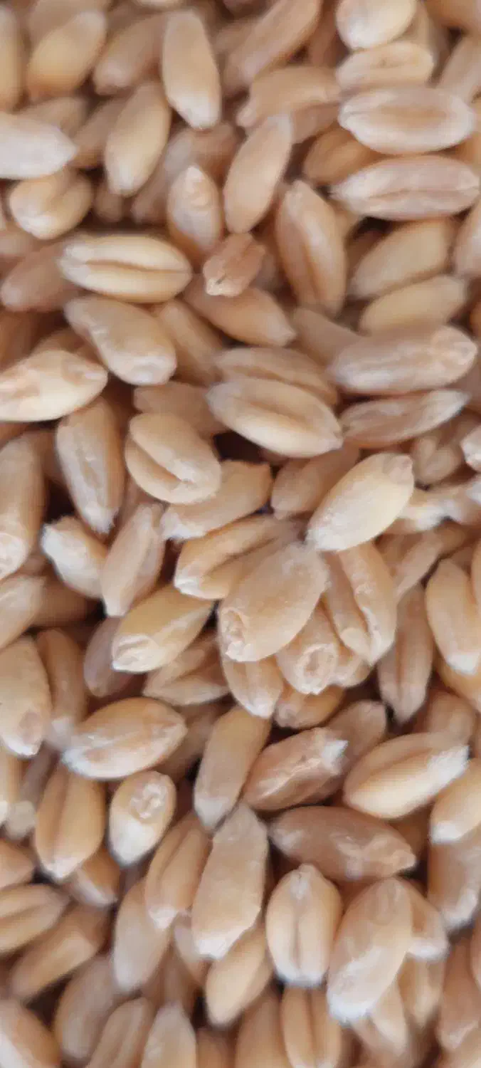 گندم بذری|خدمات باغبانی و درختکاری|داران, |دیوار