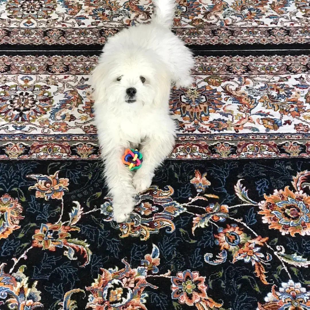 هاپو|سگ|خانمیرزا, |دیوار