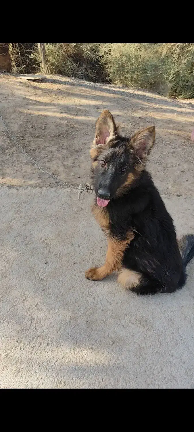 ماده ژرمن|سگ|شیراز, کرونی(خاتونک)|دیوار