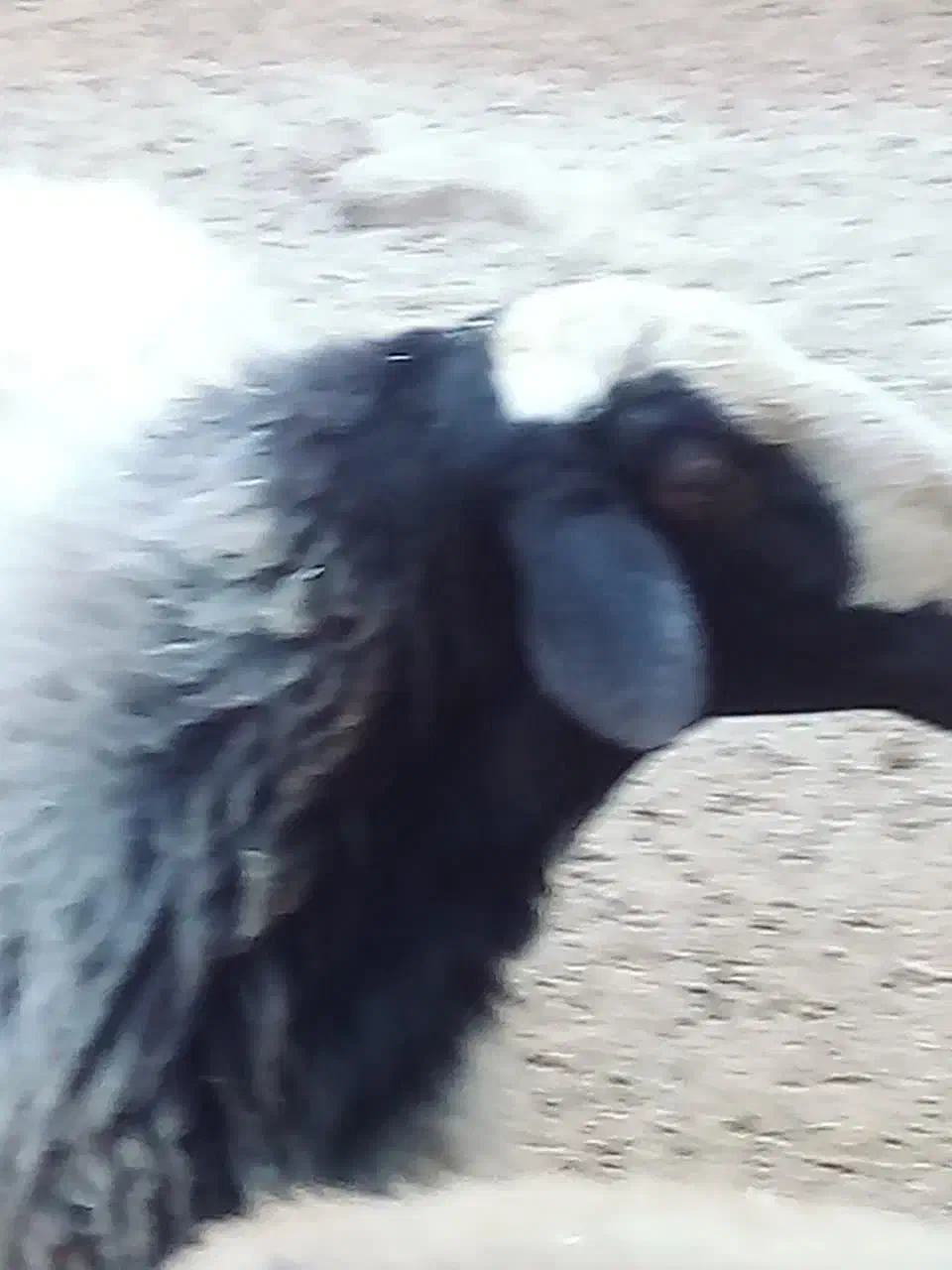 بره نر|حیوانات مزرعه|ماهدشت, |دیوار