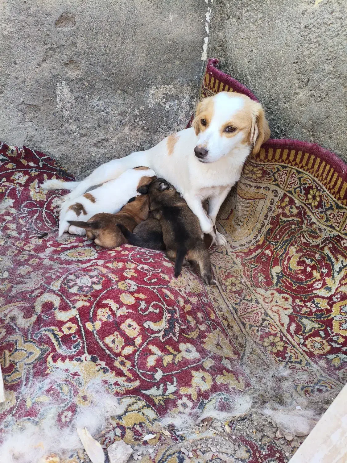 پاپی با بچهاش|سگ|قم, حقیقت|دیوار