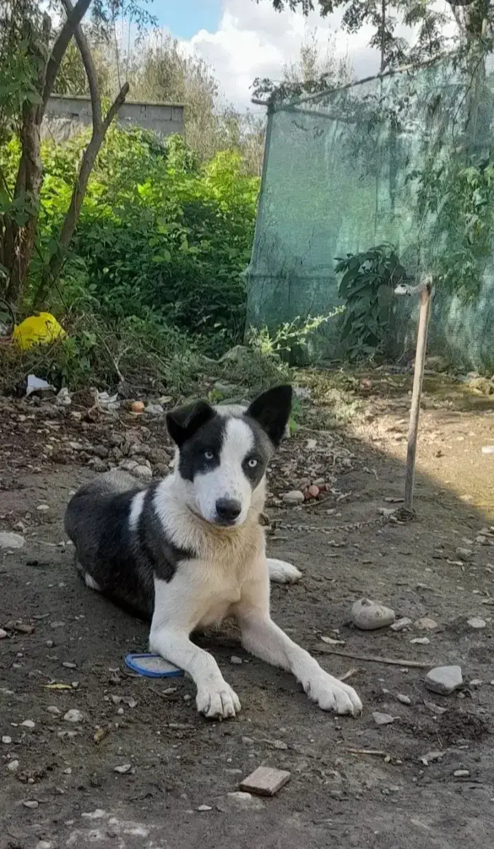 نژاد هاسکی ورگ|سگ|صومعهسرا, |دیوار