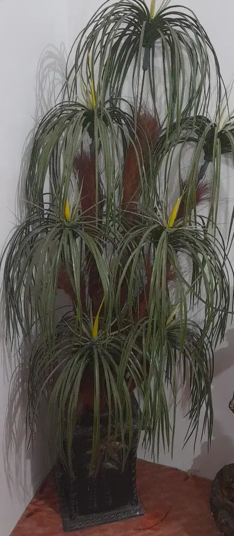 درختچه سالم و تمیز|گل مصنوعی|گرگان, |دیوار