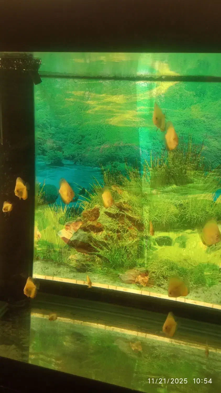 اکواریوم به همراه ماهی|ماهی|مشهد, کلاهدوز|دیوار