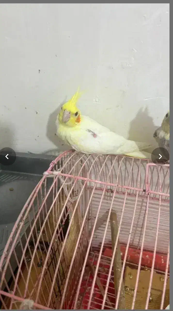 عروس هلندی|پرنده|بندرعباس, |دیوار