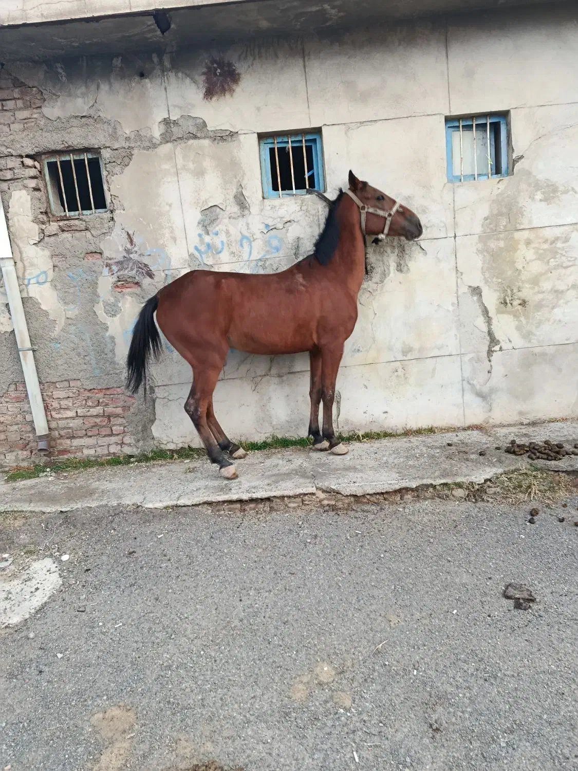 اسب|اسب و تجهیزات اسب‌سواری|شبستر, |دیوار