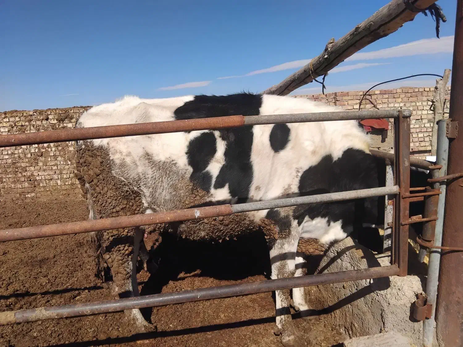 گاو شکم اول|حیوانات مزرعه|طاغنکوه, |دیوار