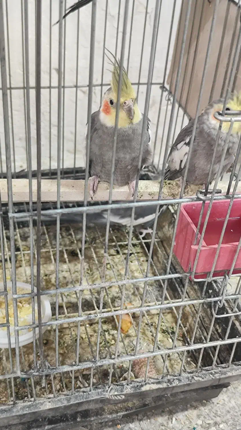 عروس هلندی|پرنده|رباط‌کریم, رباط‌کریم|دیوار