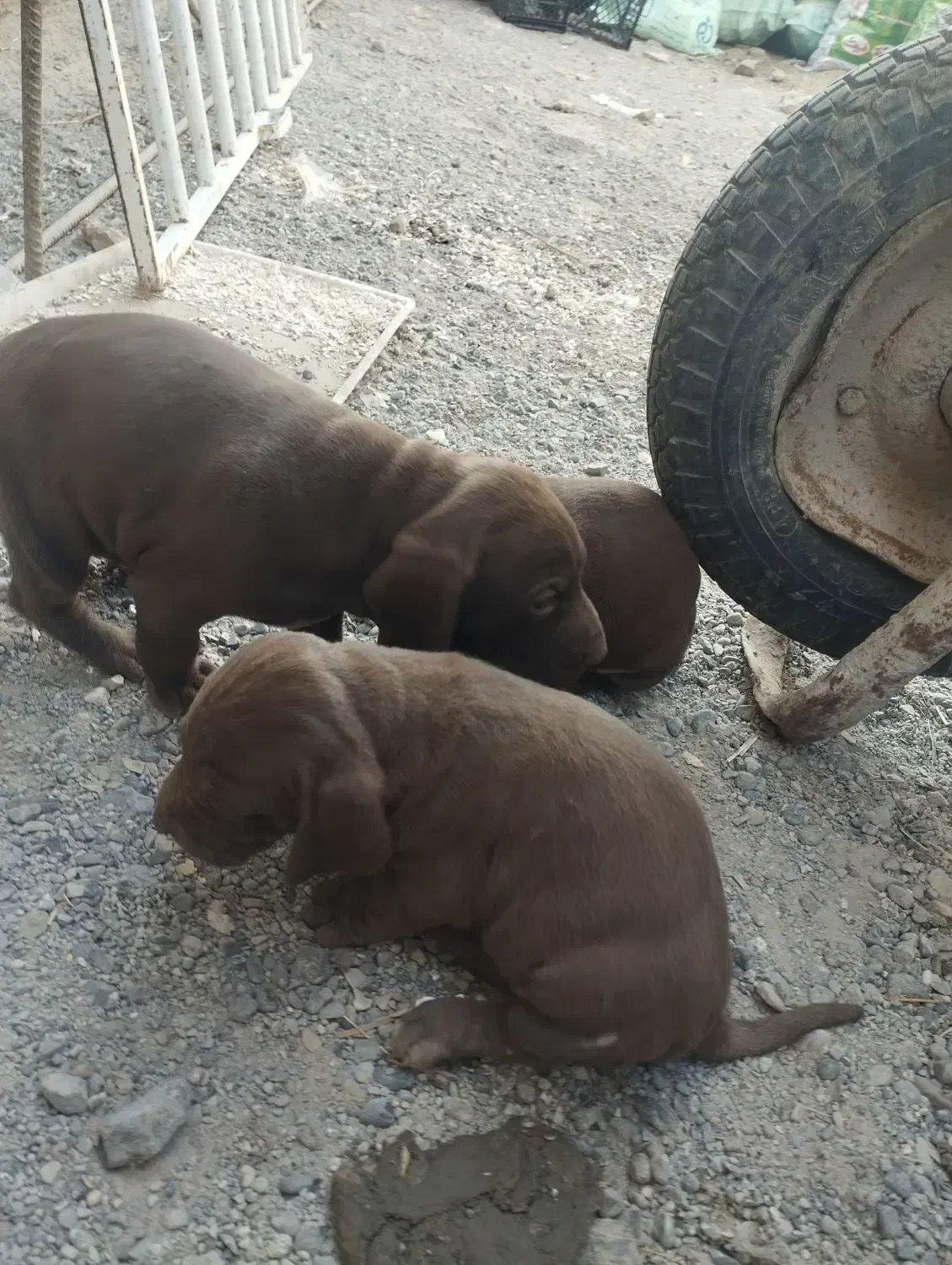 توله‌پویینتراصل‌المانی|سگ|گنبد کاووس, |دیوار