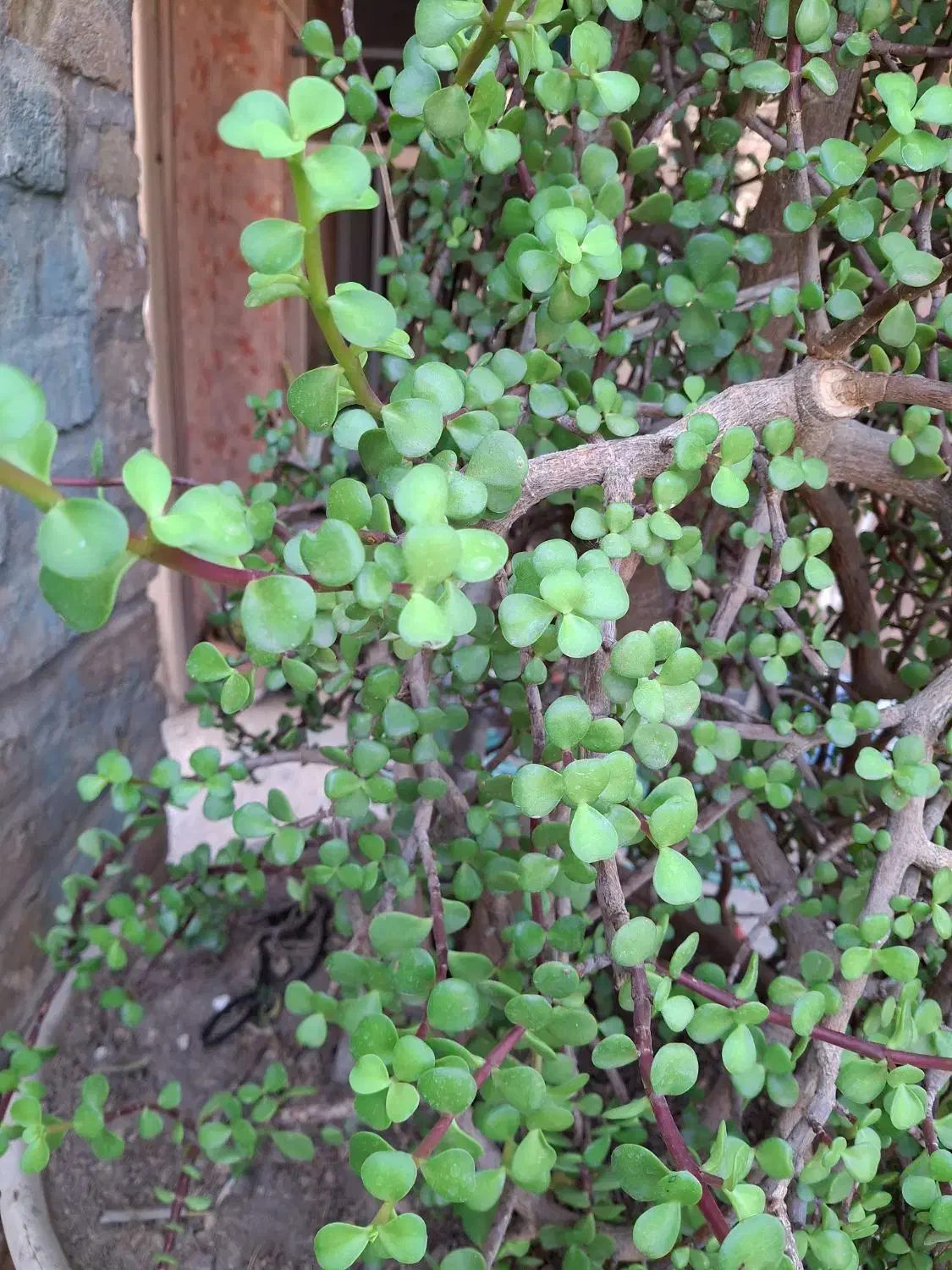 گل بنسای کراسولا طبیعی|گل و گیاه طبیعی|تهران, کامرانیه|دیوار