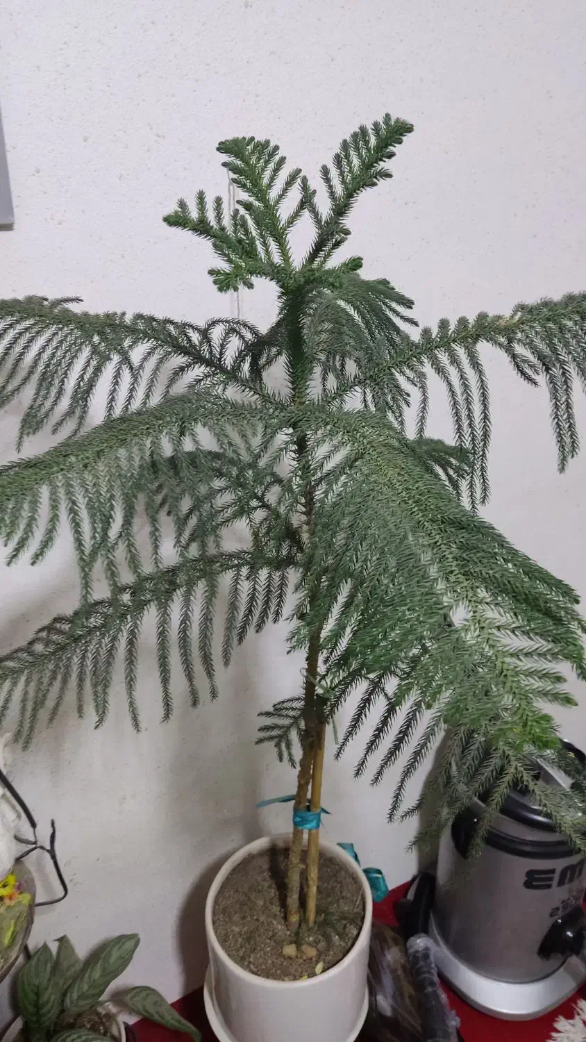 کاج مطبق|گل و گیاه طبیعی|مهدی شهر, |دیوار