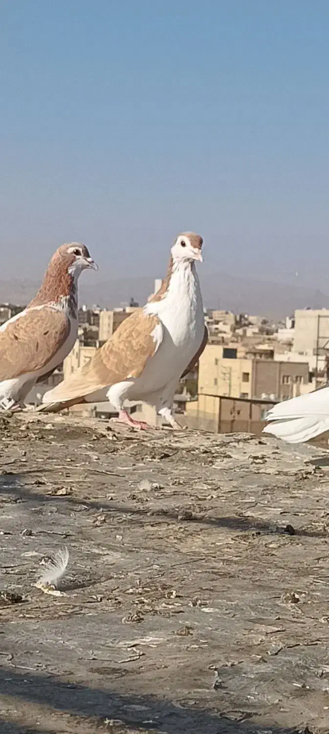 کبوتر رنگه  نرقلدور پرشی (ارسال دارم)|پرنده|تربت‌حیدریه, بهزیستی|دیوار