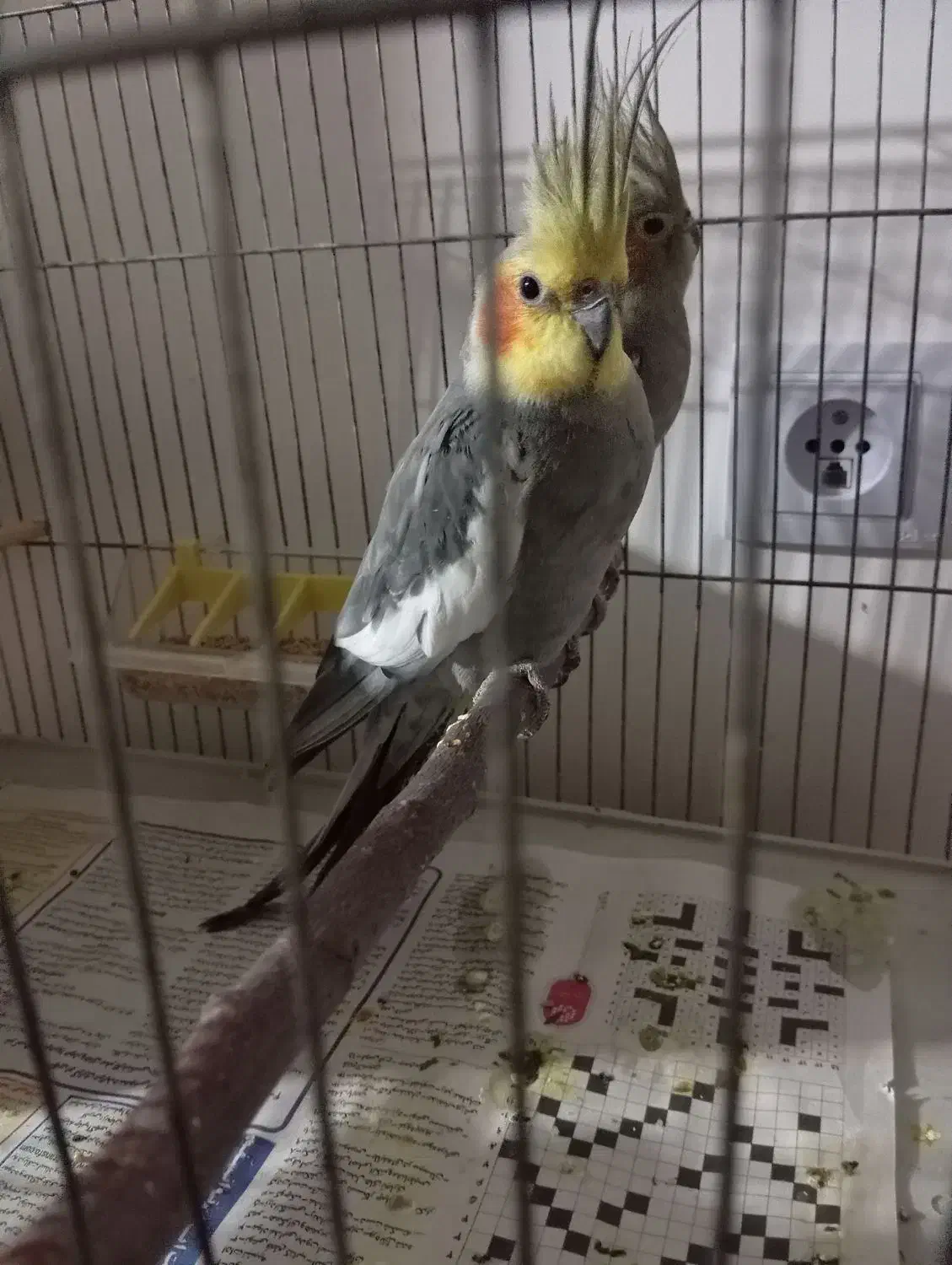 عروس هلندی تخم گذارن و یک جفت|پرنده|اهر, |دیوار