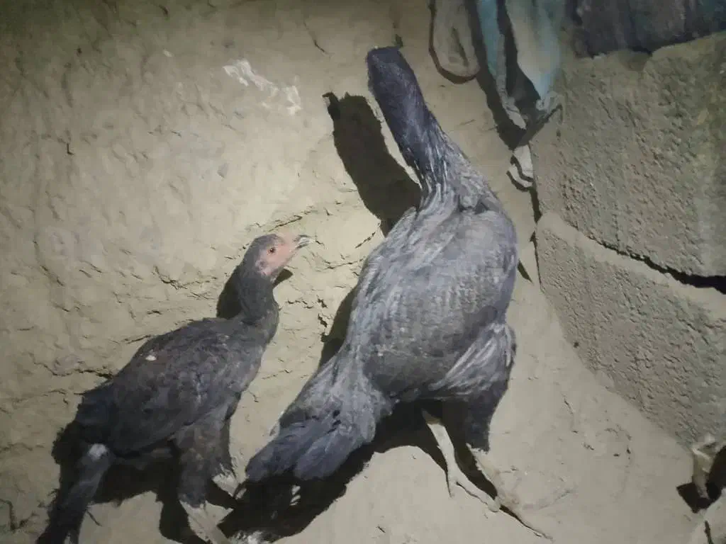 مرغ وجوجه خروس|حیوانات مزرعه|سراوان, |دیوار