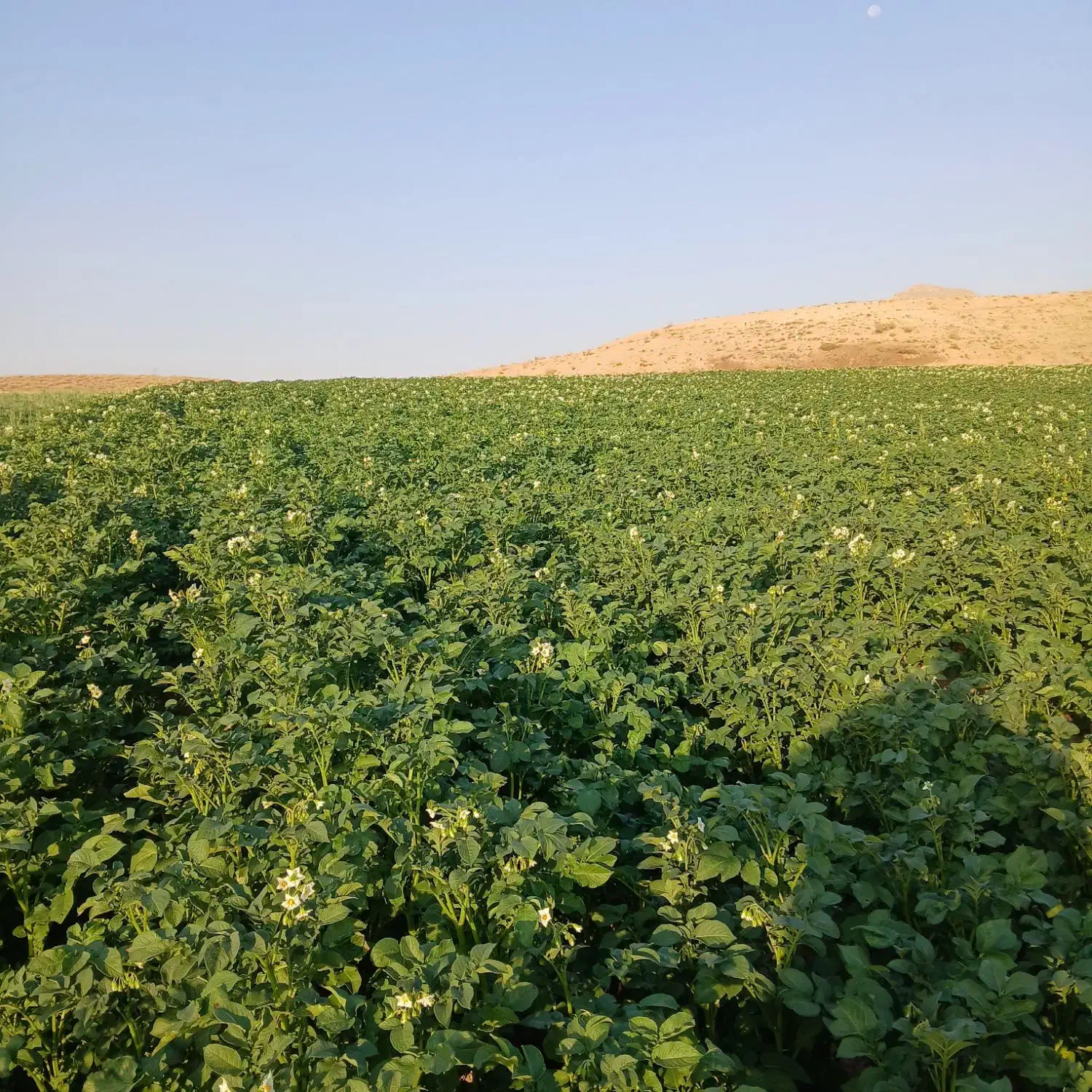 اگریا ۴۰۳|گل و گیاه طبیعی|چادگان, |دیوار