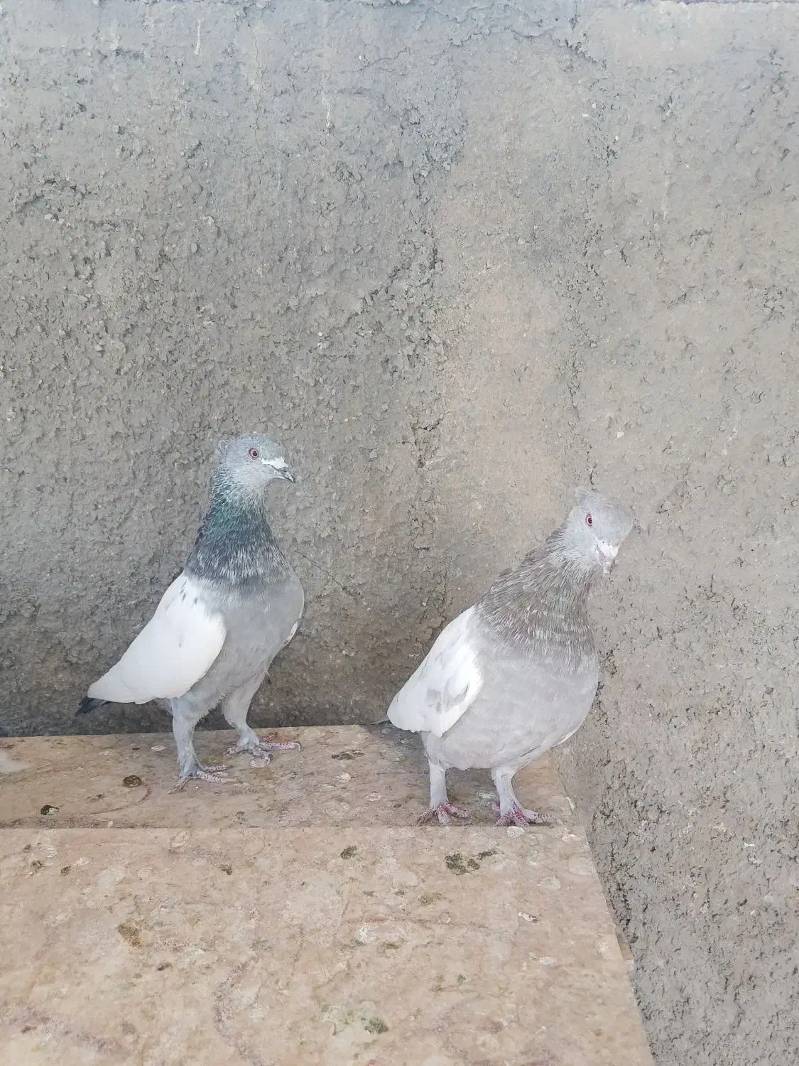 کفتر دمبی وسینه|پرنده|شیراز, دارالرحمه|دیوار