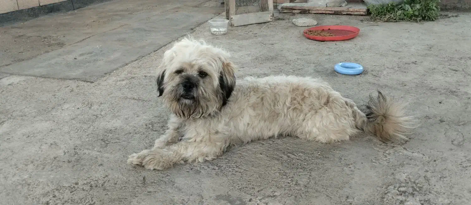 سگ پاکوتاه ردیف کامل واکسن زده|سگ|گلوگاه بابل (گلیا), |دیوار