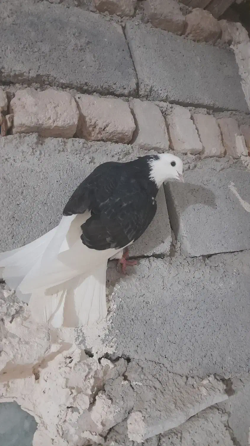 کبوتر غریب|پرنده|ایجرود, |دیوار