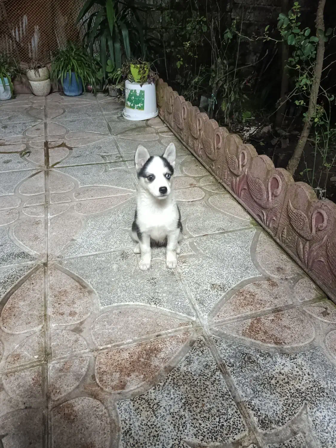 توله هاسکی|سگ|کرج, خرمدشت|دیوار