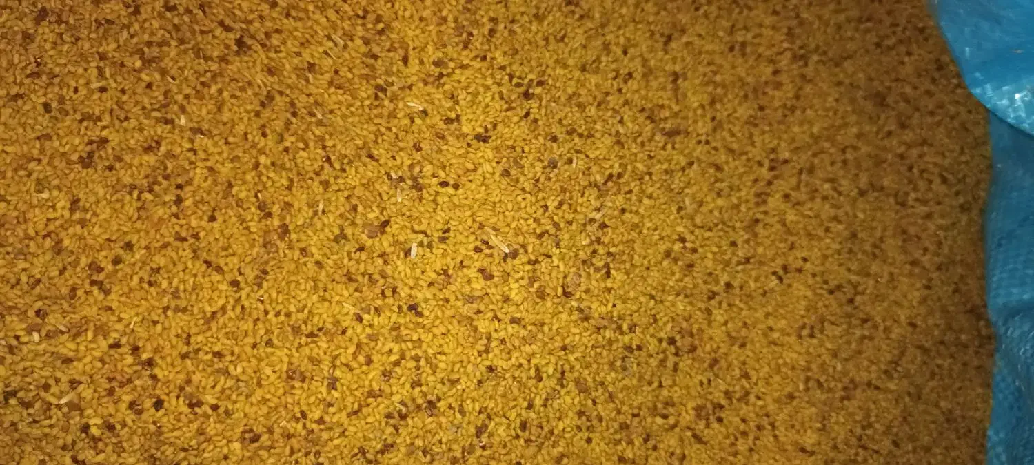 بذریونجه مغان درجه یک با تناژت بالا|خدمات باغبانی و درختکاری|قشلاق دشت, |دیوار