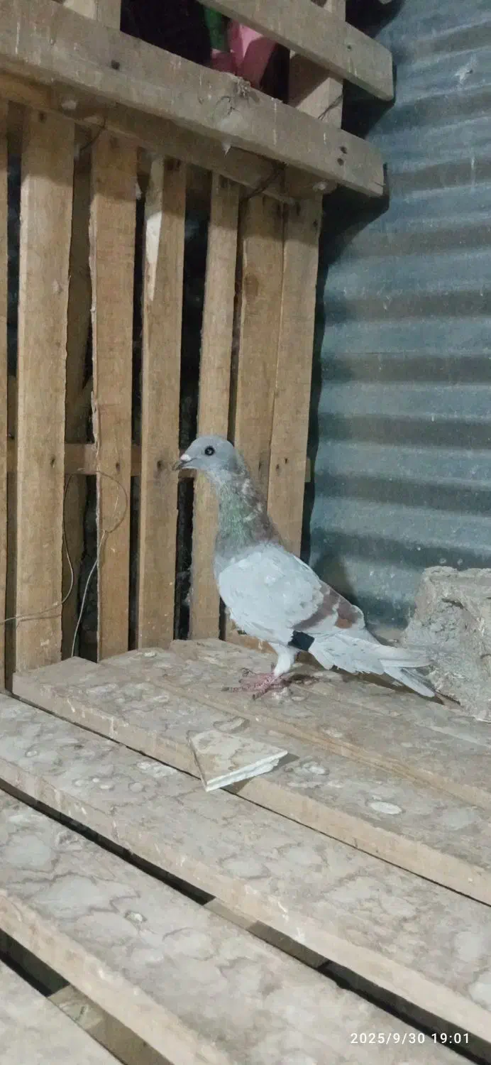 کبوتر جوانه|پرنده|طبس, |دیوار