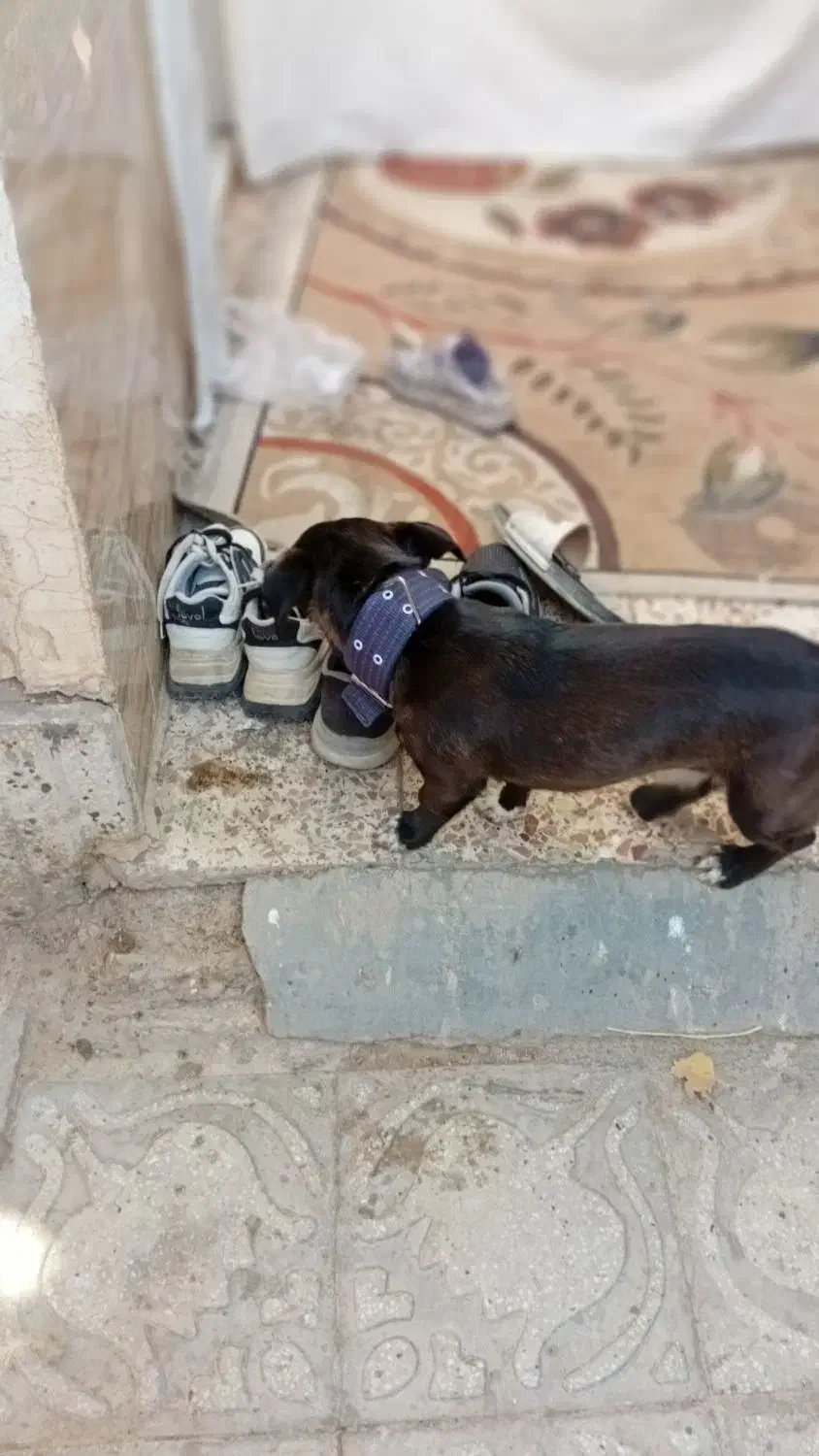 سگ پاکوتاه|سگ|اسفراین, |دیوار