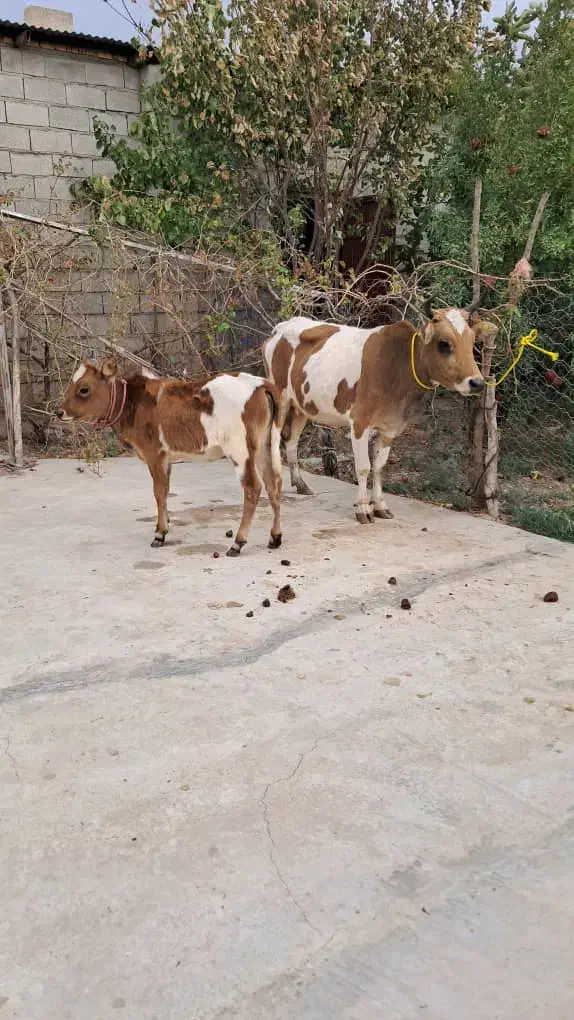 گاو گوساله|حیوانات مزرعه|آق قلا, |دیوار