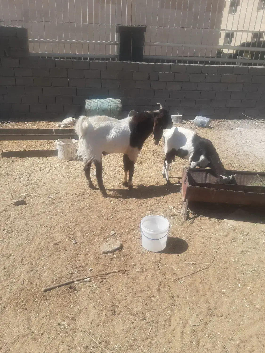 نر بز افغان اصل|حیوانات مزرعه|مهران (ایلام), |دیوار