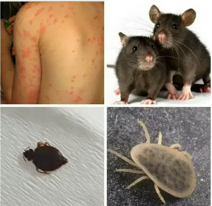 طعمه گزاری وسم پاشی موش|خدمات نظافت|کیش, |دیوار