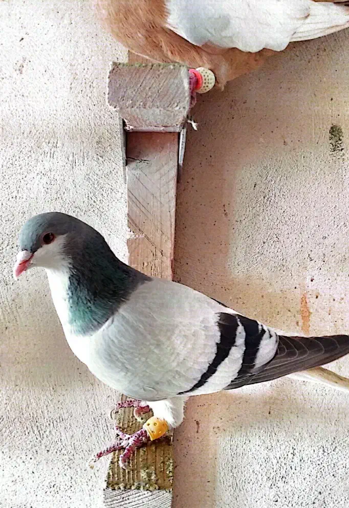 چپ سبز|پرنده|شیراز, شهرک بهار|دیوار