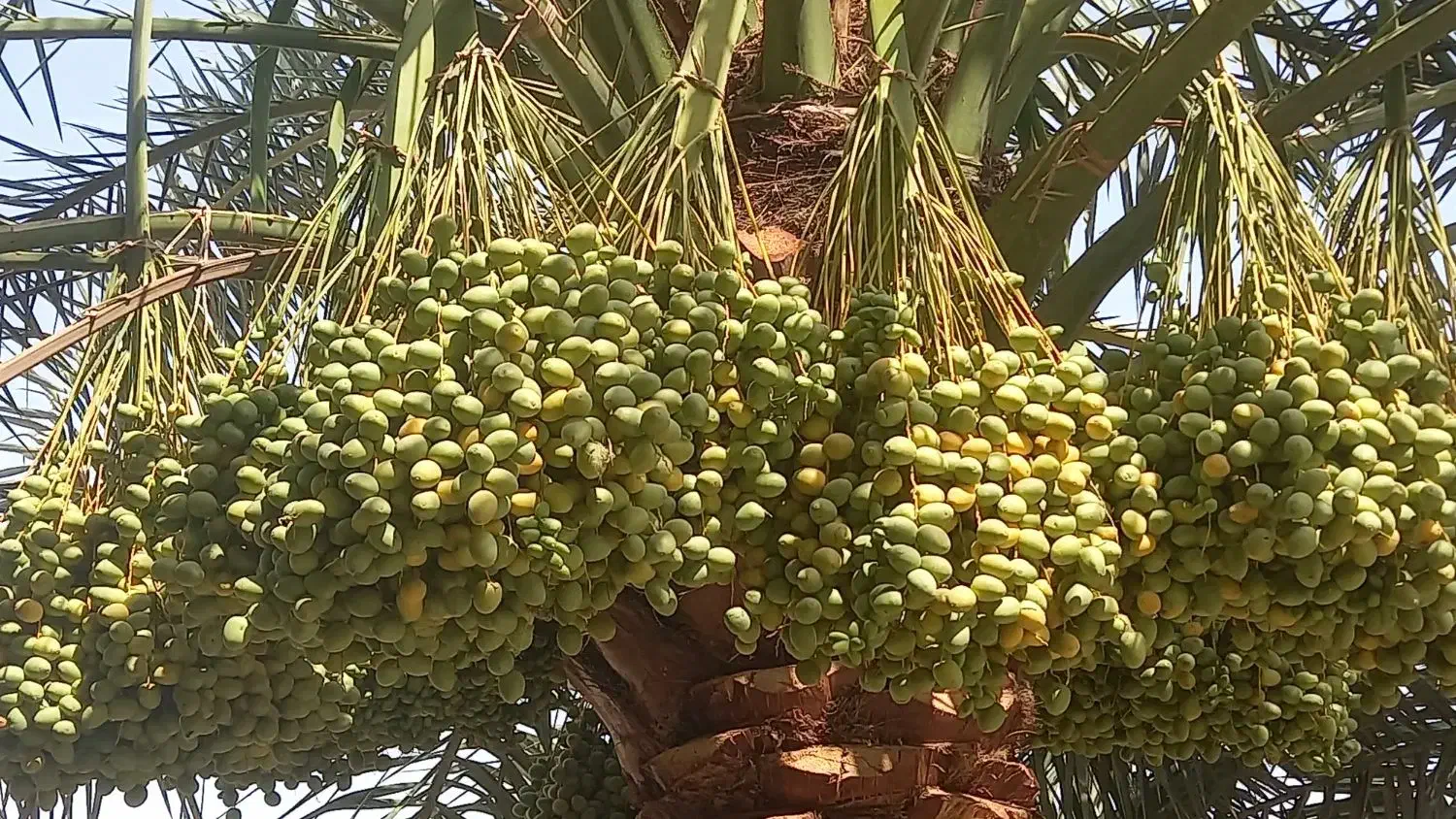 کلیه ی کارهای مربوط به نخل|خدمات باغبانی و درختکاری|اهواز, اهواز|دیوار