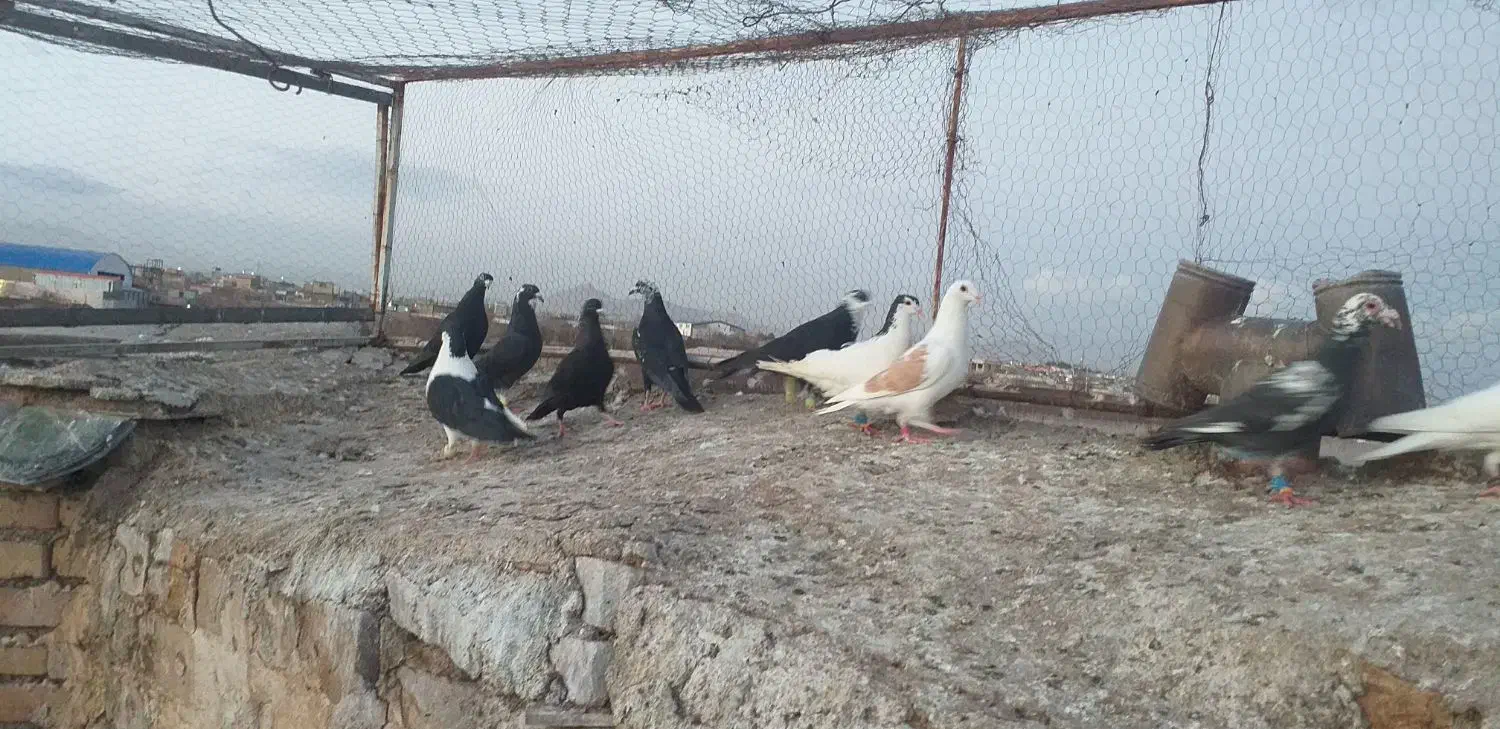 کفتر|پرنده|تربت‌حیدریه, پائین ولایت|دیوار