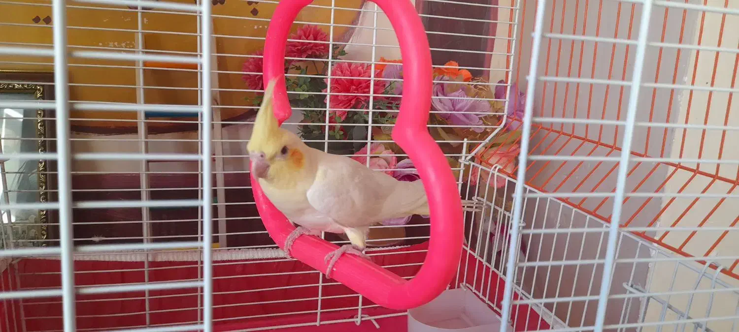 گمشده|حیوانات|فرخشهر, |دیوار