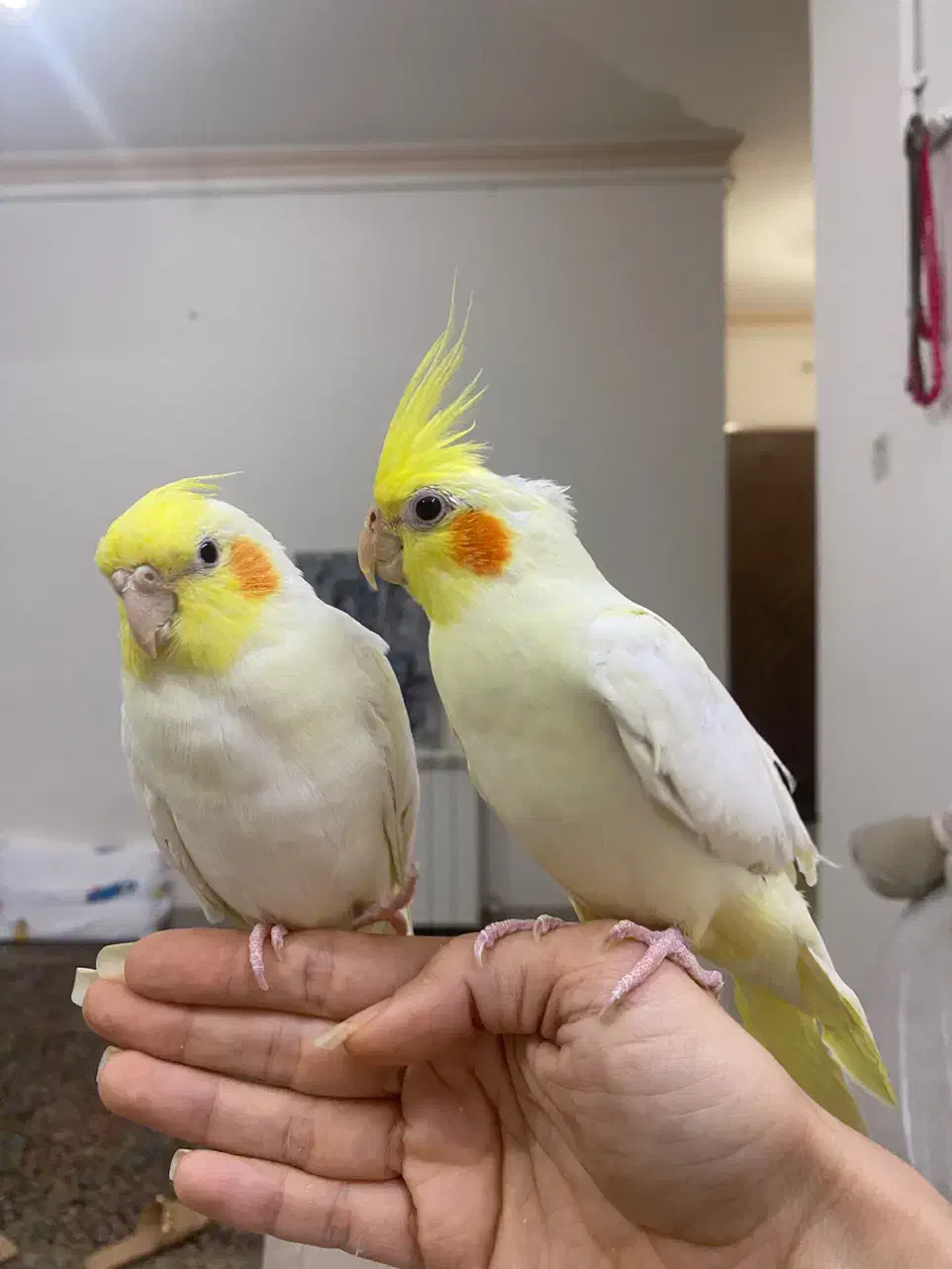 فروش عروس هلندی ماده لتینو بالغ اماده جفت گیری|پرنده|یزد, |دیوار