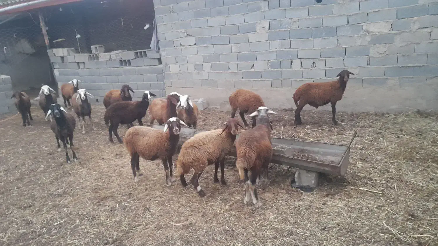 ۱۶۰مقطوع|حیوانات مزرعه|تاتار علیا, |دیوار