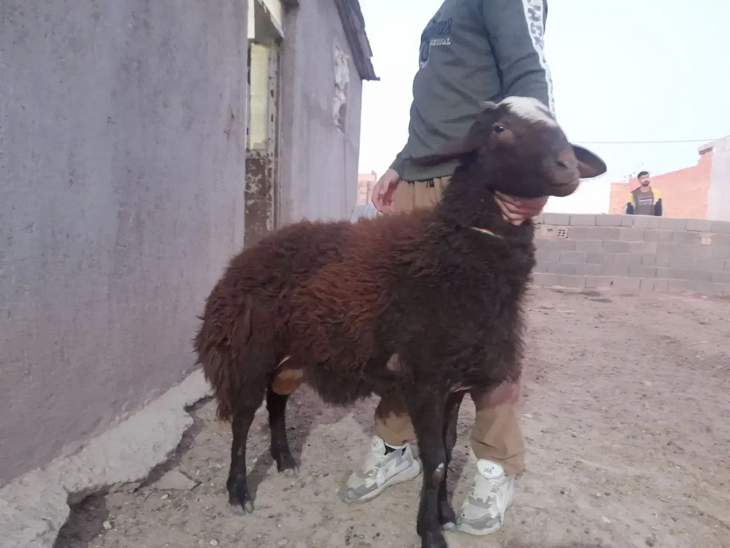 فروش فوری قوچ افشاری پیشونی سفید|حیوانات مزرعه|آبکوه, |دیوار