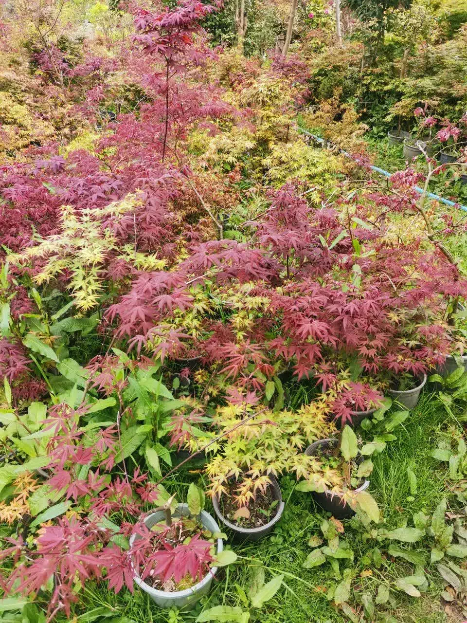 حراج گل و گیاهان باغچه ای ، بیرونی|گل و گیاه طبیعی|کلارآباد, |دیوار